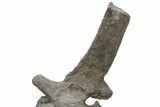 Sauropod (Camarasaurus) Caudal Vertebra - Absolutely Massive #222769-11